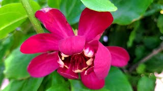 Calycanthus Aphrodite Sweetshrub  BEAUTIFUL Large Red Flowers 💗 Light Sweet Fruity Fragrance [upl. by Kenimod]