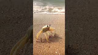 CRABBY crabby crabs funnyanimals lookatme ocean [upl. by Fritts228]