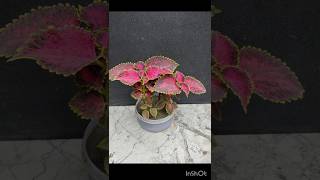 Coleus plant grow from cutting  Coleus plant propagationshorts [upl. by Nydroj983]