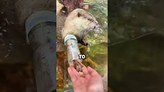 Adorable Moment Otter Plays While Being Fed 🦦✨ shorts [upl. by Ecirtra]