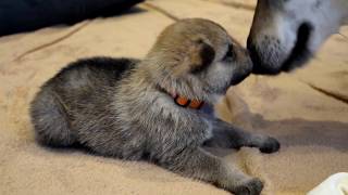 Premier hurlement chiot chien loup tchécoslovaque à 18 jours Portée Akshaya amp Izaak 2019 [upl. by Hartzel658]