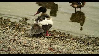 Gänsesäger goosander [upl. by Muscolo576]