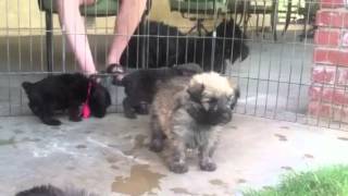 Cute Bouvier des Flandres puppies 4 12 weeks old experience grass for the first time [upl. by Eiramannod]