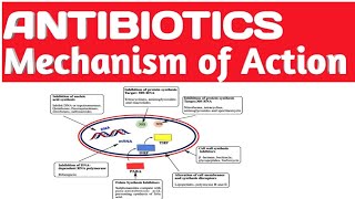 Antibiotics  Mechanisms of Action and Classification antibiotics made easy [upl. by Lory459]