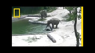 Watch Elephants Rescue Their Baby From a Pool  National Geographic [upl. by Barstow]