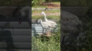 Young Pair of Coscoroba Swans waterfowl birds [upl. by Ardnalahs928]