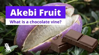 What are Akebi fruits Chocolate Vine  Fruits You Probably Never Heard Of  Ep 12 [upl. by Dugan234]