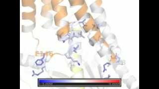 Energetic analysis of Rhodopsin and Gi alpha subunit interface [upl. by Kelcey]