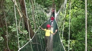 Malaysia  BorneoSabah  Kinabalu Park [upl. by Anirdua]