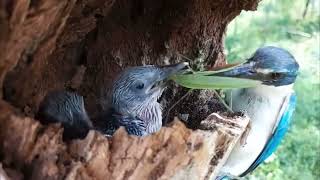 Feeding Frenzy Watch Incredible Mother Bird Nourishing Her Young [upl. by Aiksas470]