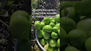 Cosecha de tomatillo en Hollister California tomatillo california parati [upl. by Fremont438]