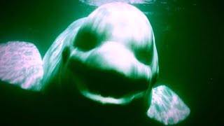 9 Strange Sounds Recorded in the Ocean [upl. by Erdnad845]