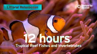 12 Hours Of Tropical Coral Reef Fishes At Monterey Bay Aquarium  Littoral Relaxocean [upl. by Leerzej]