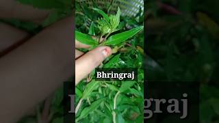 Home Made Bhringraj Oil ☘️Benefits Of Bhringraj hair fall dandruffdry scalpand nourishment [upl. by Mongeau691]