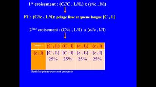 Ségrégation de deux gènes liés chez le ratBACconcours de médecine voir la description de la vidéo [upl. by Yand798]