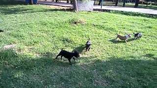 french bulldogs and bull terriers playing [upl. by Roti]