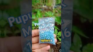 Pupuk NPK Mutiara 161616 videoshorts [upl. by Akihsal566]