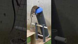 How to catch mice at homemouse trap tips rat [upl. by Halik541]