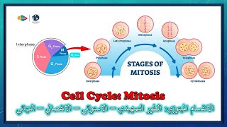 الانقسام الميتوزي شرح بالعربي  Cell Cycle Mitosis division [upl. by Ydak497]