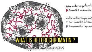 Heterochromatin TypesDifferences Constitutive and Facultative Heterochromatin [upl. by Lorrayne636]