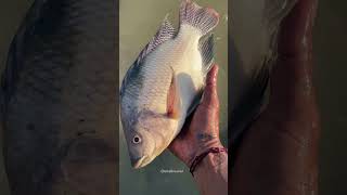 திடீரென்று இறந்த மீன்கள் என்ன காரணம் enathuaran fishing fishingvideo fishinglife [upl. by Llevaj]