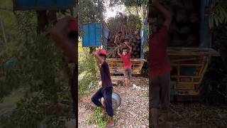 Conocarpus Loading Gajraula to Rajashtan Bikaner Bulk Quantity Available viralvideo youtubeshorts [upl. by Bessie]