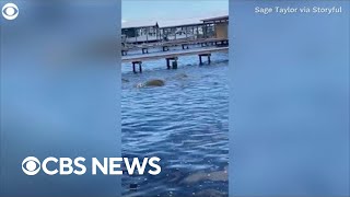 Dog gets spooked by herd of manatees [upl. by Hajan288]