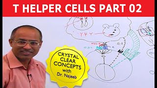 T Helper Cells  Immunology  Part 210 [upl. by Ennayehc803]