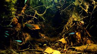 Flooded forest near upper Rio Orinoco Venezuela 54 L [upl. by Innep]