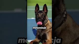 Owczarek Niemiecki vs Malinois Starcie Policyjnych Legend 🐕👮‍♂️ [upl. by Azilanna]