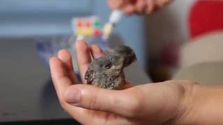 How to Feed a Baby Bird [upl. by Lahey]