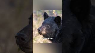 Black Bear The Ultimate Survivor Of The Wilderness animals facts bear [upl. by Annauqahs77]