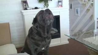 Mastino Napoletano  Diablo gone mad [upl. by Aeriela]