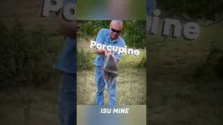 How Porcupines Shoot Their Quills factsminefacts [upl. by Raddie634]