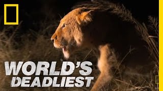 Lioness vs Hyenas  Worlds Deadliest [upl. by Melloney634]