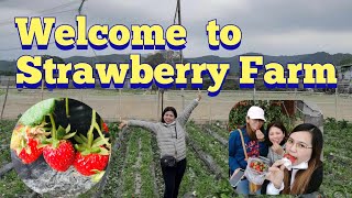 Visit and picking StrawberryStrawberry farm in Fanling [upl. by Benedetto]