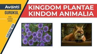 11B02  Biological Classification  Kingdom Plantae  Kingdom Animalia [upl. by Llacam]