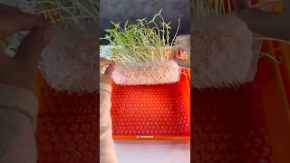 APELAGI NIHHH 😳 plant seed bubblewrap experiment [upl. by Aihcela]