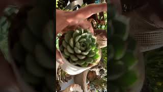 Beautiful succulent Echeveria care link in description gardeningaesthetics succulentcare [upl. by Ynattir104]