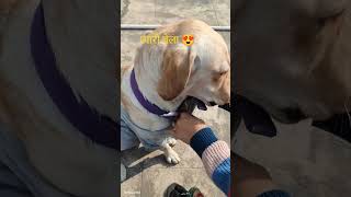 Bela ringtone love song music stree2 funny petlovers funnypets [upl. by Yeslah]