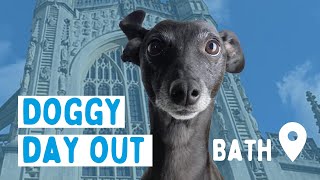 Day out in Bath with Jess the Worried Whippet  VLOG 1 [upl. by Rehpotsihrc]