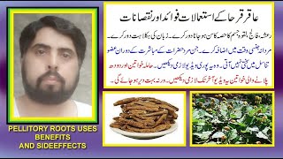 aqar qarha ke fayde aor nuqsanat in urdu  pellitory roots benefits and sideeffects by jolly azeem [upl. by Greyso388]