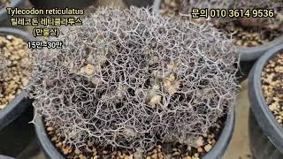 만물상 Tylecodon reticulatus 틸레코돈 레티쿨라투스 [upl. by Nette]