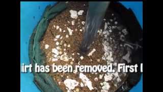 Cleaning DIY bio filter 55 gallons for koi pond [upl. by Zadack943]