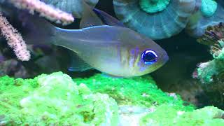 possum wrasse Wetmorella nigropinnata in a reef aquarium [upl. by Karin]