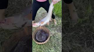 Amazing Fish Trapping Skills [upl. by Henrique]