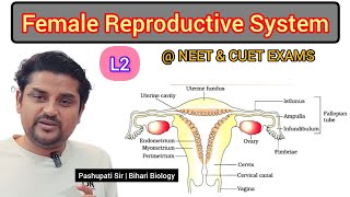 L2 The Female Reproductive System  Human Reproduction class 12  NEET and CUET EXAMS [upl. by Dusza]