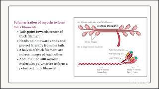 Contractile Proteins of Muscles Myosin and Actin [upl. by Kobi188]