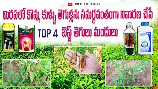 మిరపలో కొమ్మ కుళ్ళు నివారణకు top 4 fungicides in telugu  chilli komma kullu tegulu  kaya kullu [upl. by Gignac]