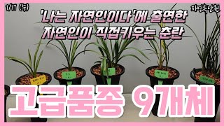 1월 17일 두화 진주복륜 황두화황매 감호 소심 극황 호피반 젓가락단엽 두화목 규삼홍화 올려봅니다 [upl. by Lyrehc146]